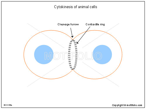 animal cell and plant cell differences. animal cell and plant cell