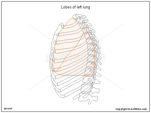 lobes of lungs. Lobes of left lung