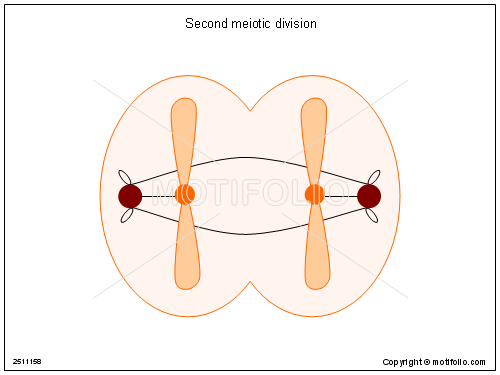 what is the purpose of the second meiotic division
